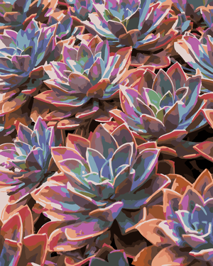 Goblen cu diamante - ECHEVERIA COLORATĂ